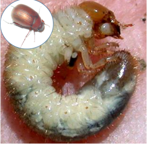 Asiatic garden beetle adult (inset in the top left) and white grub larvae.