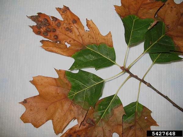 Bacterial leaf scorch on oak leaves. The ends of the leaves are brown but the bases are green. Some of the brown ends have darker brown spots. 