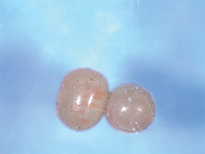 Two round, brown bagrada bug eggs on blue background.
