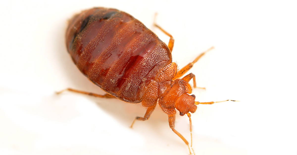 Adult bed bug