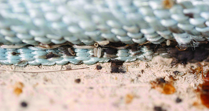 Close up image of the space between a mattress and a boxspring where bed bugs have been active. Eggs, hatched eggs, shed exoskeletons and fecal spots are visible.