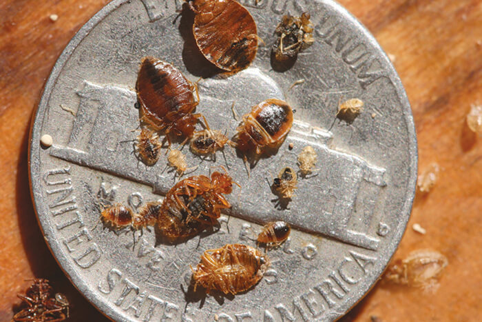 Bed bug adults and nymphs on a dime for size comparison.