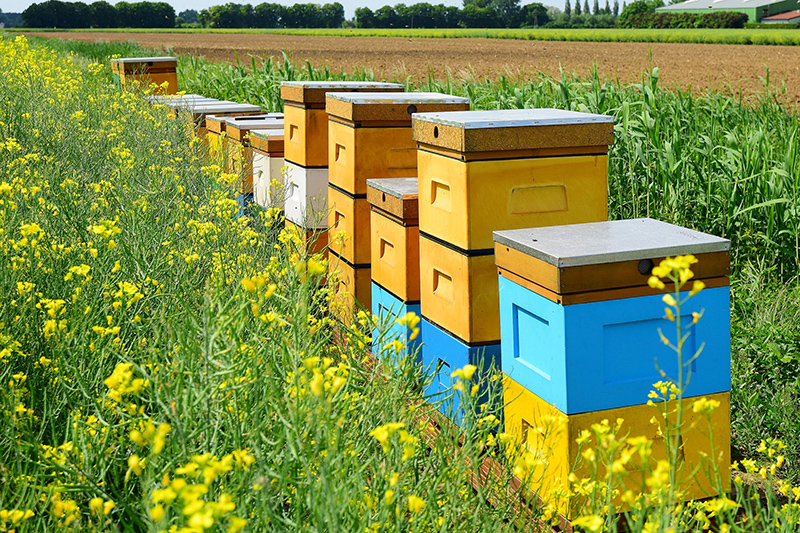 Bee hives set up between a crop field and a strip of flowers.