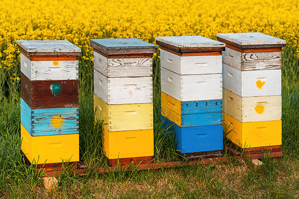 Four wooden bee hives near a flowering field