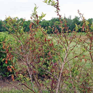 Blueberry bush with dying, browning leaves.