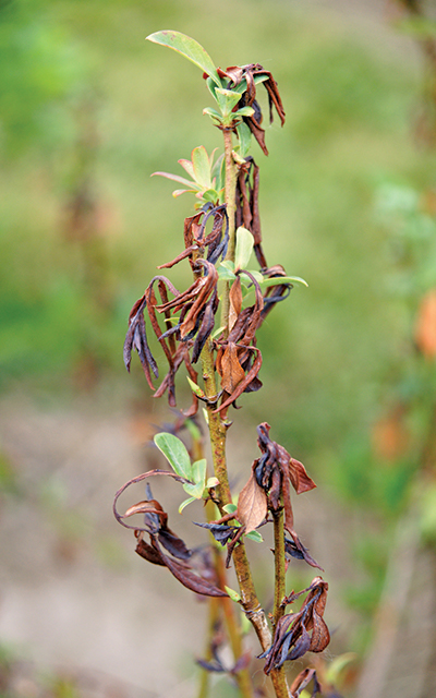 Blueberry plant with dead leaves.