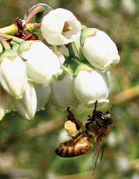 Bee visiting blueberry flowers.