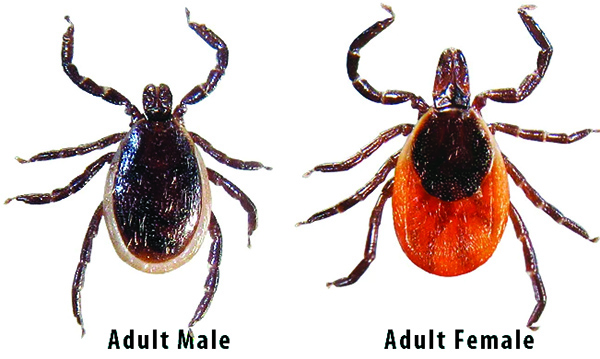 Blacklegged (Deer) tick: adult male (left) and adult female (right) 