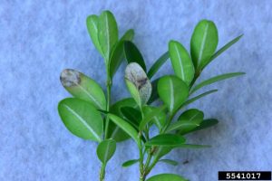 Boxwood blight on boxwood branches.