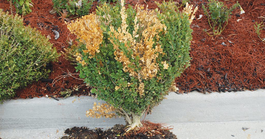 Boxwood dieback disease damage to boxwood bush.