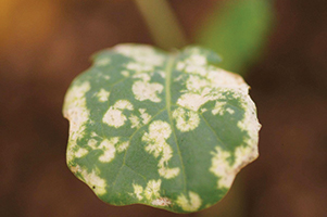 Broccoli leaf damage