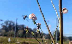 Bumbleebee visiting blueberry plant flower.