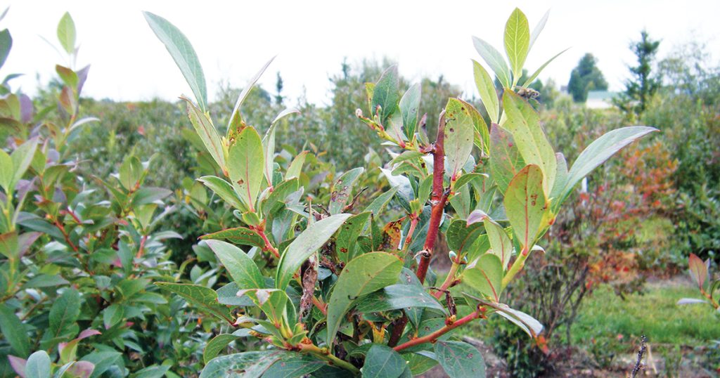 Bushy top of infected shoots on blueberry shock virus-infected blueberry.