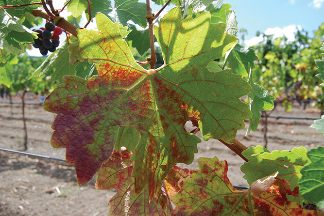 Grapevine leaf with red blotch-associated virus.