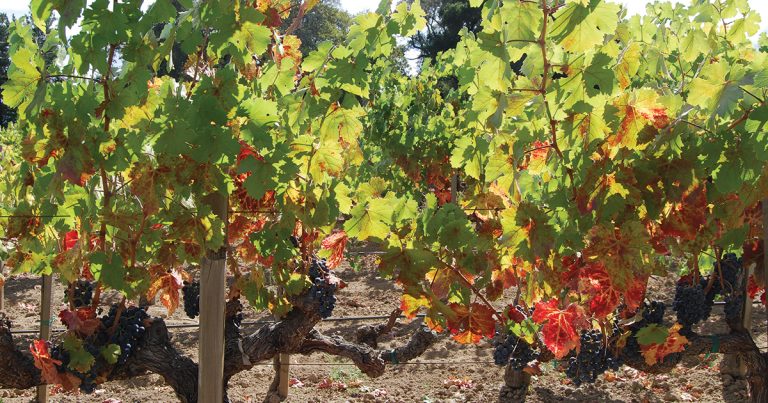 Red veining (damage) on leaves of grapevine infected with grapevine red blotch virus.
