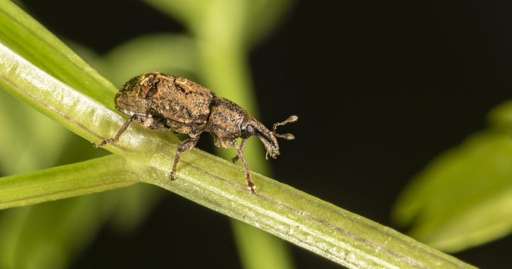 Carrot weevil crawling on parsley stem