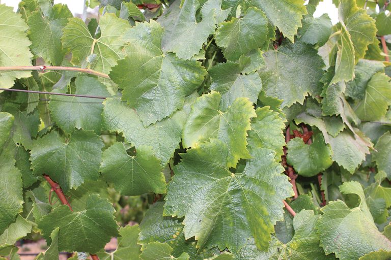 Healthy and green chardonnay grapevines in early September