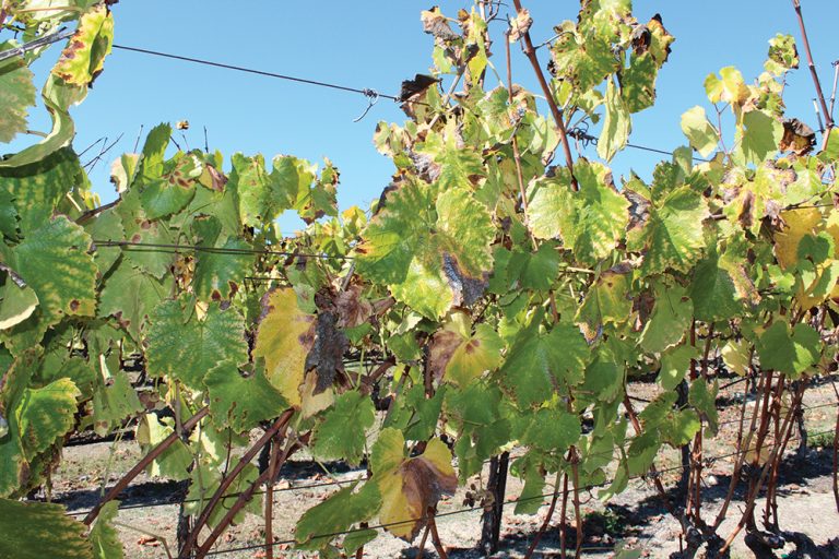Chardonnay grapevines in in mid-November showing signs of disease with brown spots and yellowing leaves.