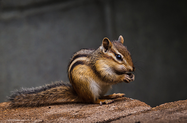 Chipmunk eating a nut