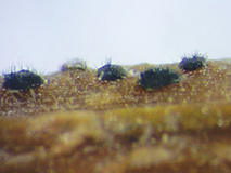 Close up of black setae on infected boxwood twig.