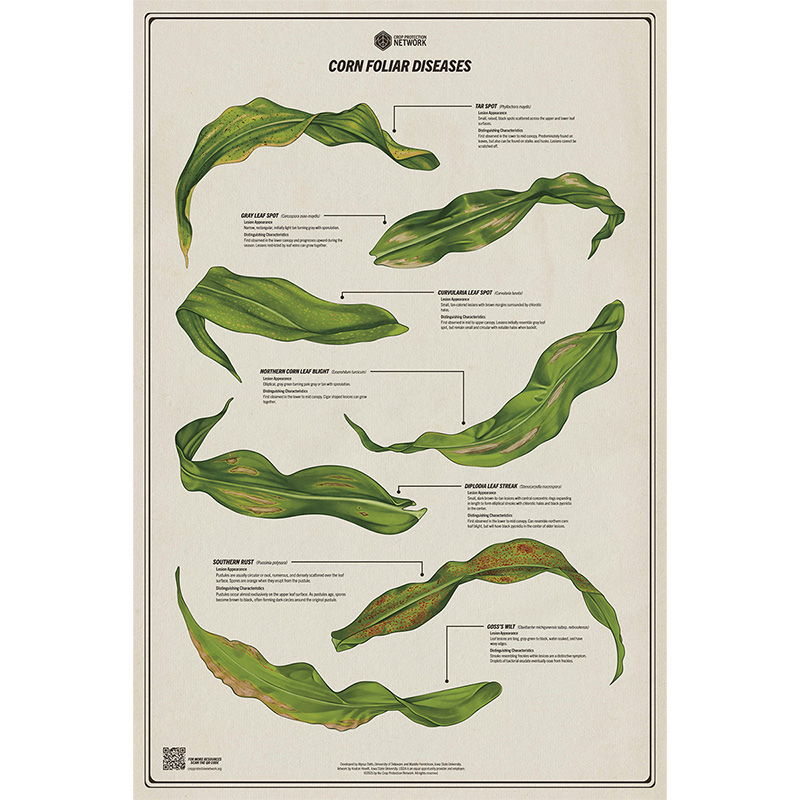Preview of poster of seven corn foliar diseases: tar spot, gray leaf spot, curvularia leaf spot, northern corn leaf blight, diplodia leaf streak, southern rust, goss's wilt