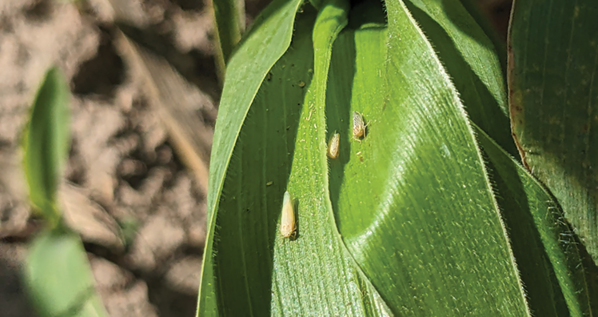 Yellowish corn leafhopper adults on a healthy corn leaf in a field.
