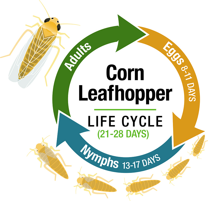 Life cycle of a corn leafhopper showing the three stages: eggs (8 to 11 days), nymphs (13 to 17 days) and adults.