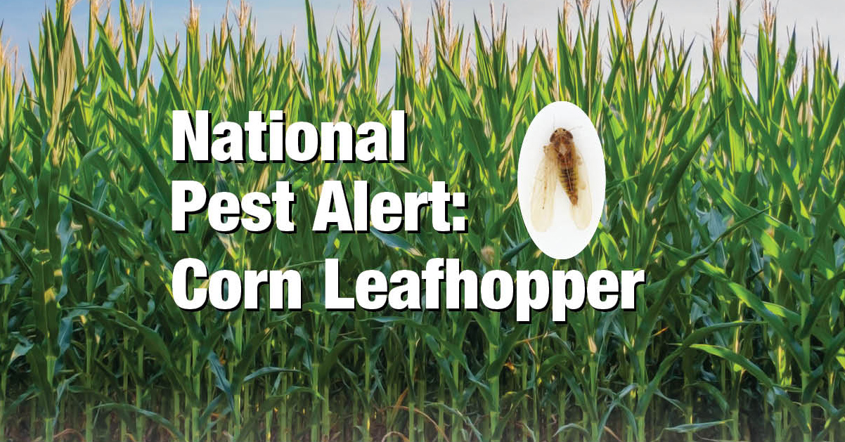 National Pest Alert: Corn Leafhopper. An adult corn leafhopper is shown with a corn field background image.