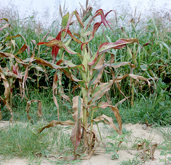 Example of corn shunt in a field. Corn stalk is shorter than normal corn plant, and corn ears are closer to the ground.
