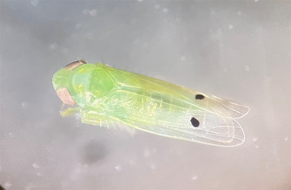 Aerial view of cotton jassid adult showing distinct black dots on the wings.