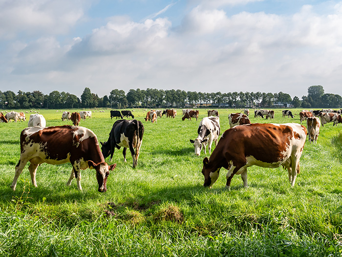 Adult cows in pasture
