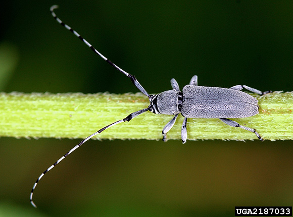 Dectes stem borer adult on a stem. Antennae color alternates between white and black and are longer than the insect's gray body.