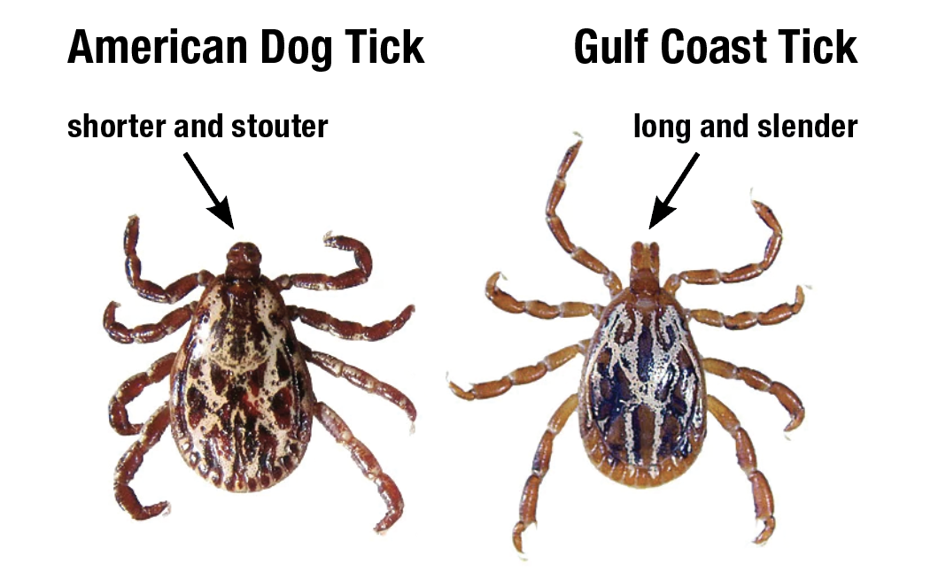 Adult American dog tick showing short mouthparts. Adult Gulf Coast male tick showing long mouthparts.