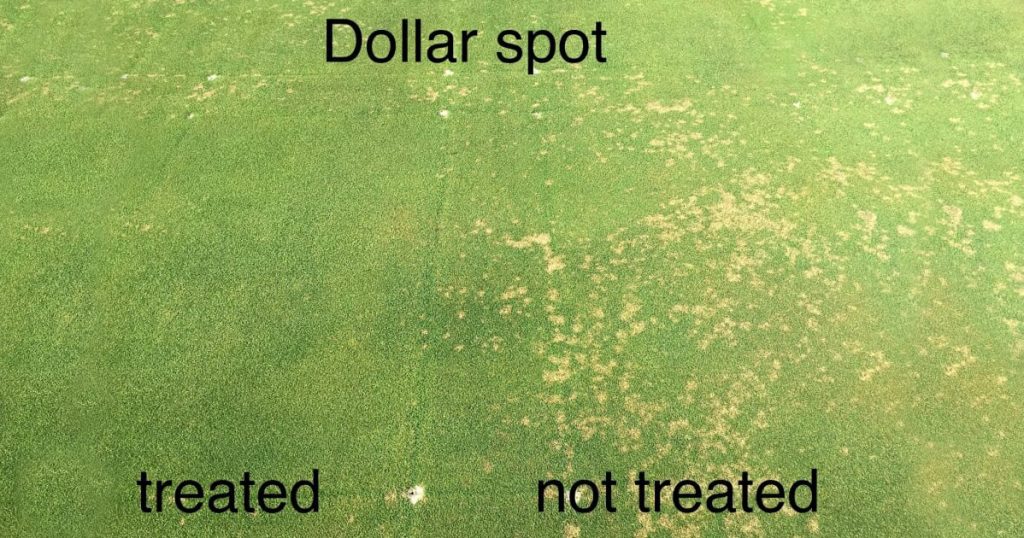 Dollar spot disease on turfgrass.