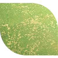 Yellow discolorations on a blade of grass