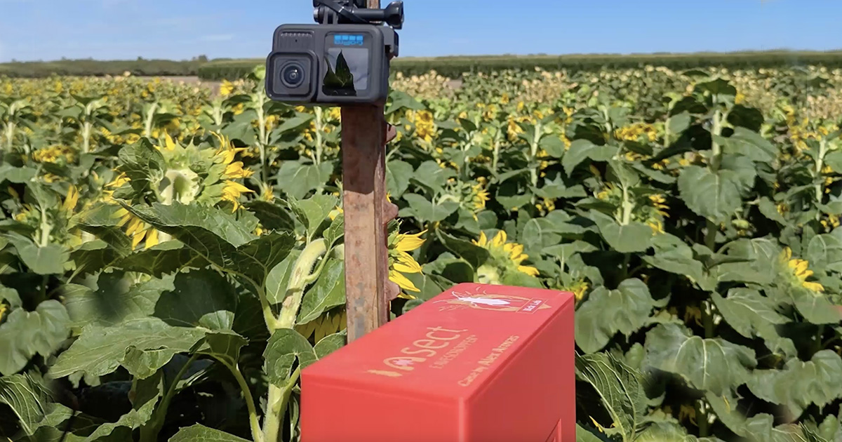 Camera-like device on a wood stake next to "Insect Eavesdropper" box in a sunflower field.