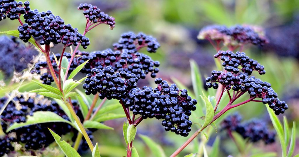 Elderberry plant with ripe blue berries.