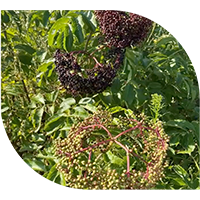 Ripening elderberries on an elderberry plant