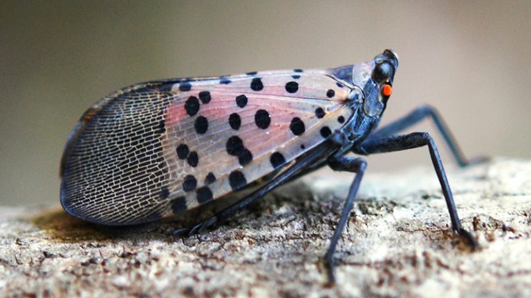 Side view of an adult spotted lanternfly