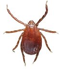 Asian longhorned tick, adult female