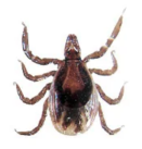Blacklegged tick nymph