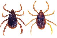 Brown dog tick. Adult male on left; adult female on right.