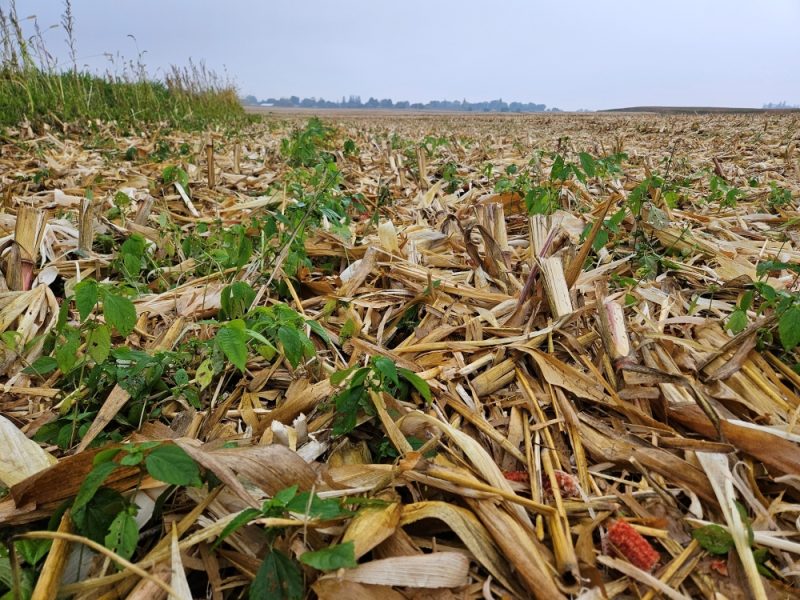 Asian copperleaf weeds growing in corn field residue