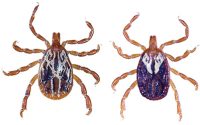 Gulf coast tick. Adult male on left; adult female on right.