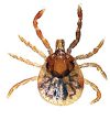 Lone star tick nymph