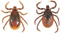Western blacklegged tick. Adult male on left; adult female on right.