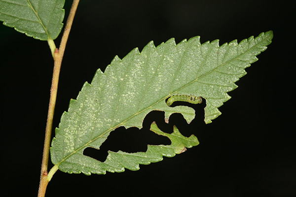 Elm zigzag caterpillar and its curved tunnels in an elm leaf. 