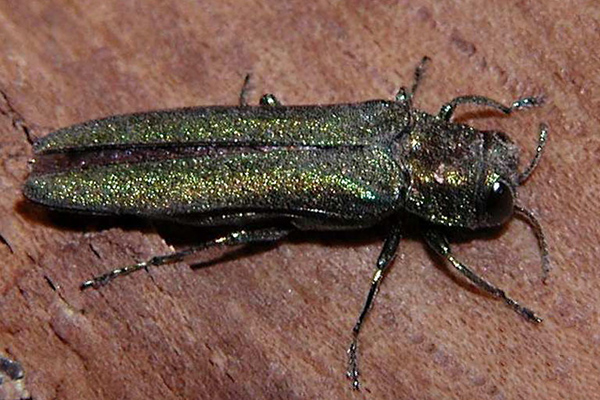 Adult emerald ash borer on wood