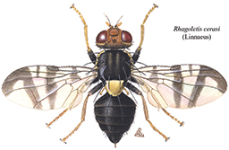 Adult cherry fruit fly drawn from above