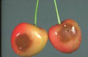 Two red cherries with large brown spots showing fruit fly damage. Black dots are oviposition holes in the middle of each brown spot.